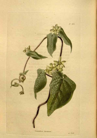 Reproducción/Reproduction 48637355271: The botanical cabinet. London :John & Arthur Arch ...,1817-1833.. 