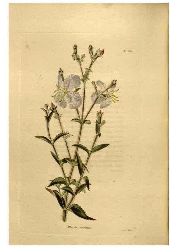 Reproducción/Reproduction 48637003528: The botanical cabinet. London :John & Arthur Arch ...,1817-1833.. 
