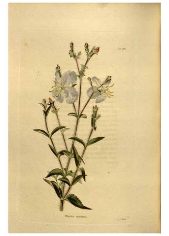 Reproducción/Reproduction 48637003528: The botanical cabinet. London :John & Arthur Arch ...,1817-1833.. 
