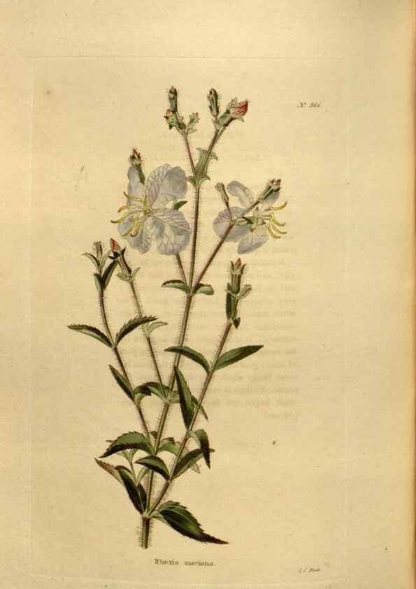 Reproducción/Reproduction 48637003528: The botanical cabinet. London :John & Arthur Arch ...,1817-1833.. 
