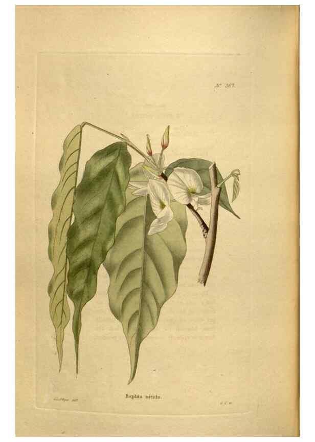 Reproducción/Reproduction 48637356056: The botanical cabinet. London :John & Arthur Arch ...,1817-1833.. 