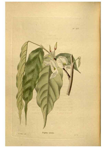Reproducción/Reproduction 48637356056: The botanical cabinet. London :John & Arthur Arch ...,1817-1833.. 