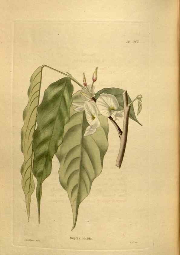 Reproducción/Reproduction 48637356056: The botanical cabinet. London :John & Arthur Arch ...,1817-1833.. 