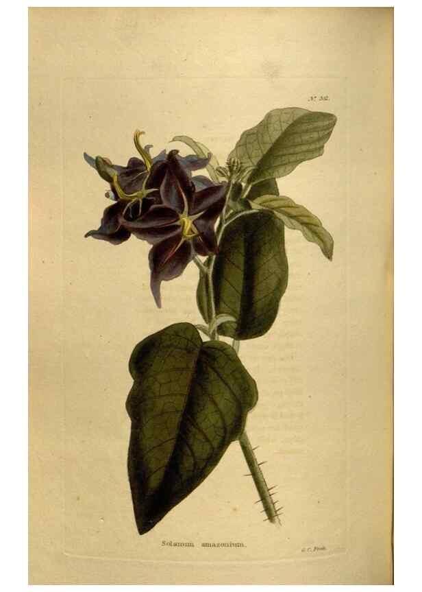 Reproducción/Reproduction 48637349991: The botanical cabinet. London :John & Arthur Arch ...,1817-1833.. 