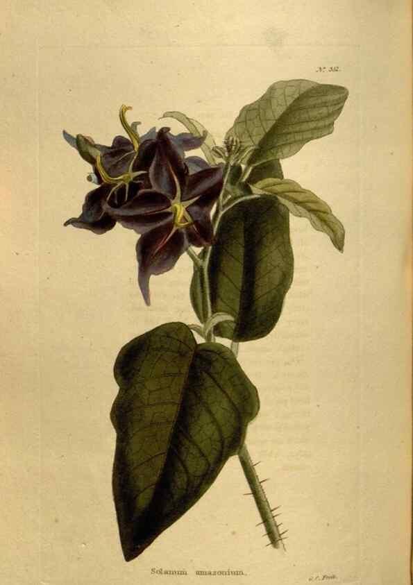 Reproducción/Reproduction 48637349991: The botanical cabinet. London :John & Arthur Arch ...,1817-1833.. 