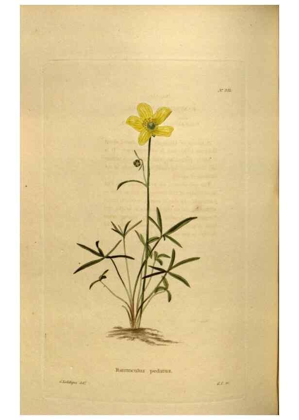 Reproducción/Reproduction 48637349551: The botanical cabinet. London :John & Arthur Arch ...,1817-1833.. 