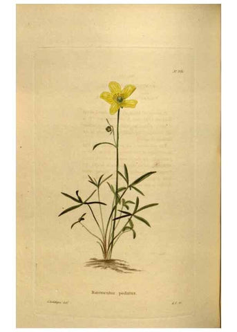 Reproducción/Reproduction 48637349551: The botanical cabinet. London :John & Arthur Arch ...,1817-1833.. 