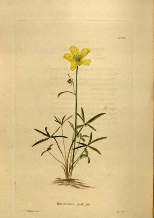 Reproducción/Reproduction 48637349551: The botanical cabinet. London :John & Arthur Arch ...,1817-1833.. 