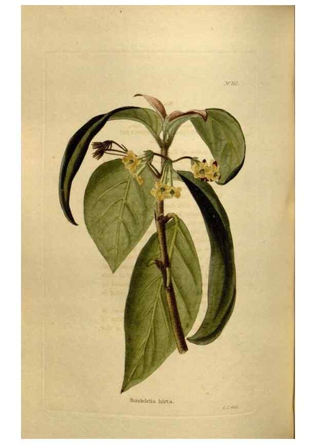 Reproducción/Reproduction 48636997273: The botanical cabinet. London :John & Arthur Arch ...,1817-1833.. 