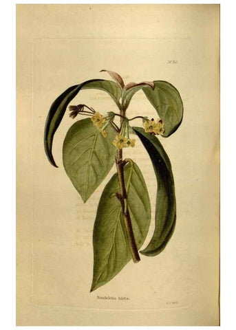 Reproducción/Reproduction 48636997273: The botanical cabinet. London :John & Arthur Arch ...,1817-1833.. 
