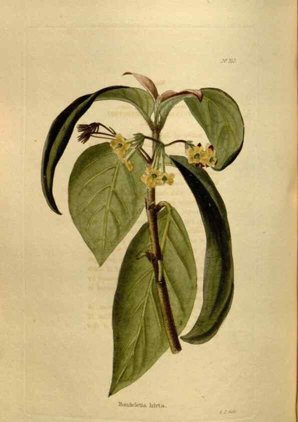Reproducción/Reproduction 48636997273: The botanical cabinet. London :John & Arthur Arch ...,1817-1833.. 