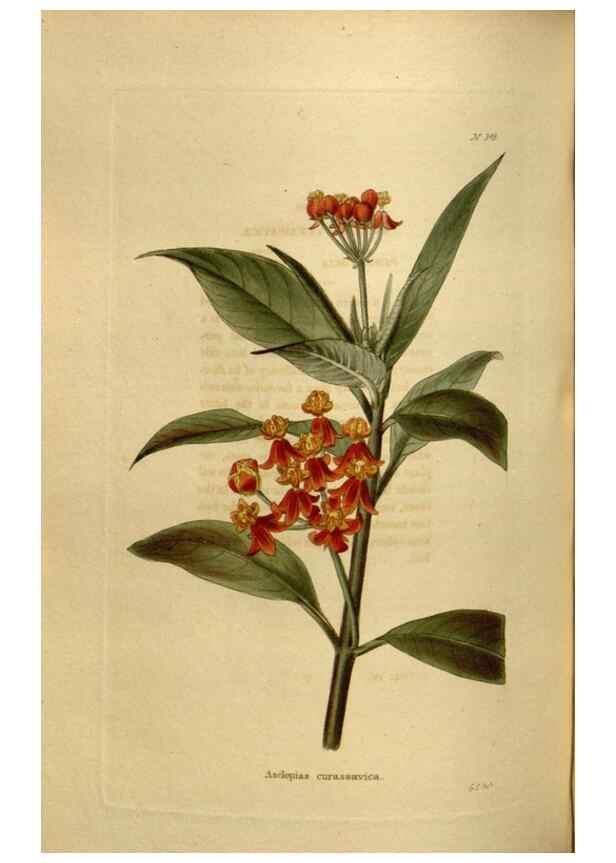 Reproducción/Reproduction 48637348536: The botanical cabinet. London :John & Arthur Arch ...,1817-1833.. 