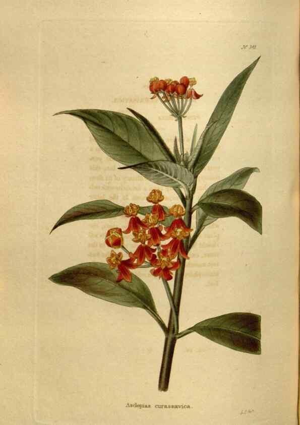 Reproducción/Reproduction 48637348536: The botanical cabinet. London :John & Arthur Arch ...,1817-1833.. 