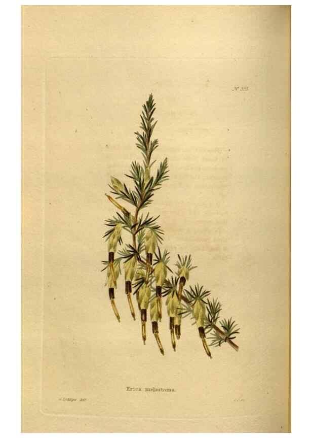 Reproducción/Reproduction 48637484247: The botanical cabinet. London :John & Arthur Arch ...,1817-1833.. 