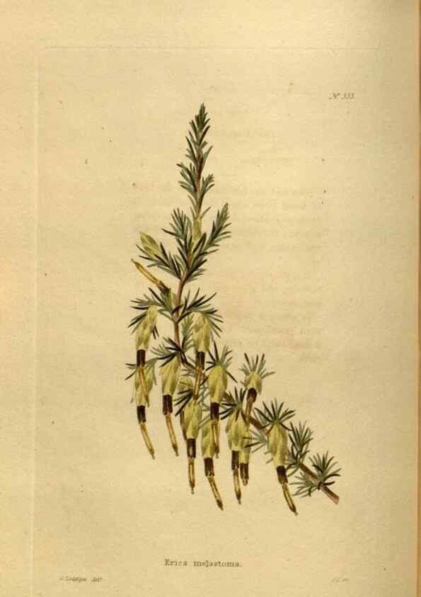 Reproducción/Reproduction 48637484247: The botanical cabinet. London :John & Arthur Arch ...,1817-1833.. 