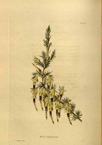 Reproducción/Reproduction 48637484247: The botanical cabinet. London :John & Arthur Arch ...,1817-1833.. 