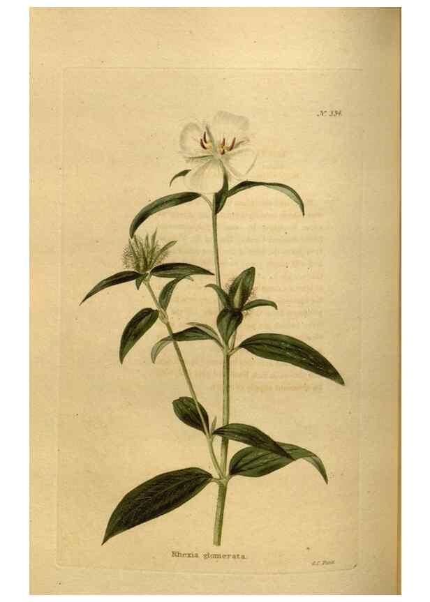 Reproducción/Reproduction 48636990843: The botanical cabinet. London :John & Arthur Arch ...,1817-1833.. 