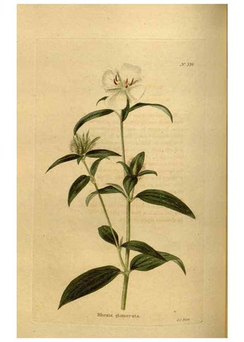 Reproducción/Reproduction 48636990843: The botanical cabinet. London :John & Arthur Arch ...,1817-1833.. 