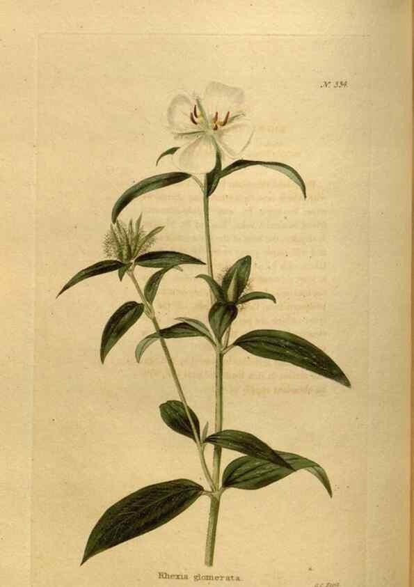 Reproducción/Reproduction 48636990843: The botanical cabinet. London :John & Arthur Arch ...,1817-1833.. 