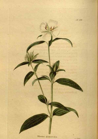 Reproducción/Reproduction 48636990843: The botanical cabinet. London :John & Arthur Arch ...,1817-1833.. 
