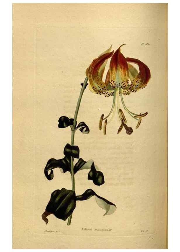 Reproducción/Reproduction 48637484987: The botanical cabinet. London :John & Arthur Arch ...,1817-1833.. 