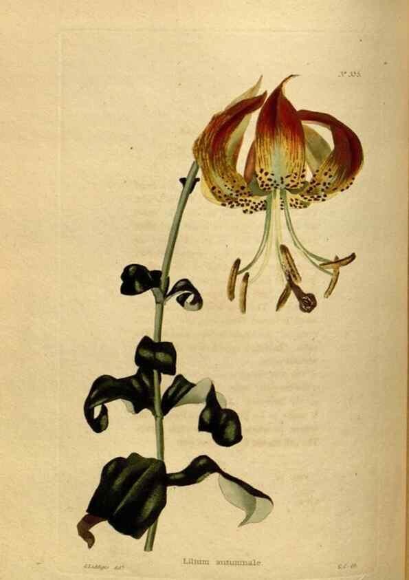 Reproducción/Reproduction 48637484987: The botanical cabinet. London :John & Arthur Arch ...,1817-1833.. 