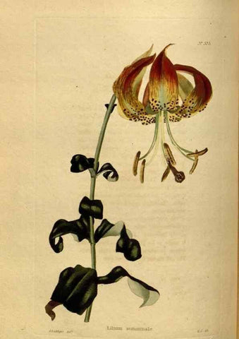 Reproducción/Reproduction 48637484987: The botanical cabinet. London :John & Arthur Arch ...,1817-1833.. 