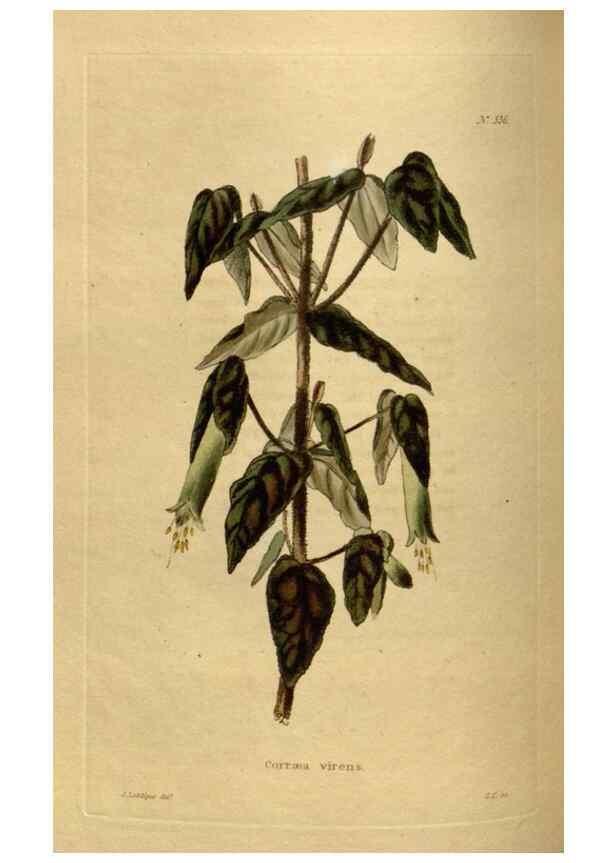 Reproducción/Reproduction 48636991663: The botanical cabinet. London :John & Arthur Arch ...,1817-1833.. 