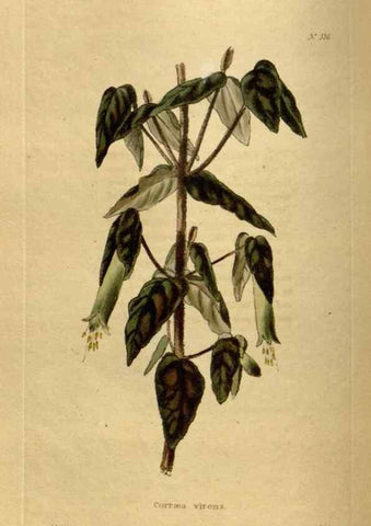 Reproducción/Reproduction 48636991663: The botanical cabinet. London :John & Arthur Arch ...,1817-1833.. 