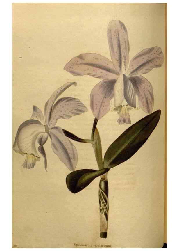 Reproducción/Reproduction 48636992028: The botanical cabinet. London :John & Arthur Arch ...,1817-1833.. 