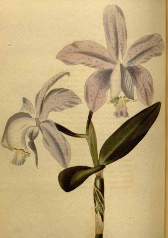 Reproducción/Reproduction 48636992028: The botanical cabinet. London :John & Arthur Arch ...,1817-1833.. 