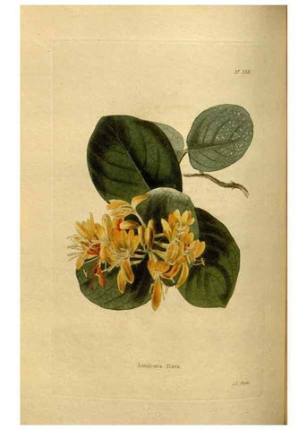 Reproducción/Reproduction 48637343896: The botanical cabinet. London :John & Arthur Arch ...,1817-1833.. 