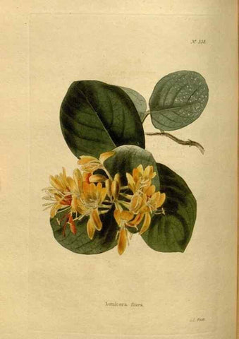 Reproducción/Reproduction 48637343896: The botanical cabinet. London :John & Arthur Arch ...,1817-1833.. 