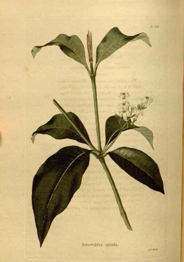 Reproducción/Reproduction 48637344256: The botanical cabinet. London :John & Arthur Arch ...,1817-1833.. 