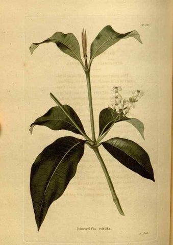 Reproducción/Reproduction 48637344256: The botanical cabinet. London :John & Arthur Arch ...,1817-1833.. 