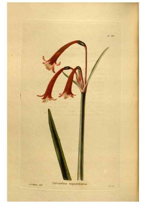 Reproducción/Reproduction 48637356416: The botanical cabinet. London :John & Arthur Arch ...,1817-1833.. 