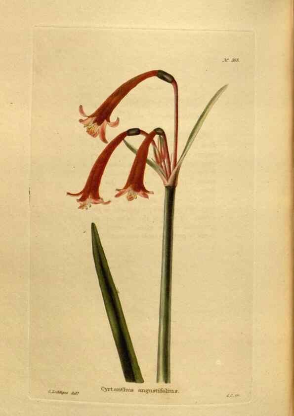 Reproducción/Reproduction 48637356416: The botanical cabinet. London :John & Arthur Arch ...,1817-1833.. 