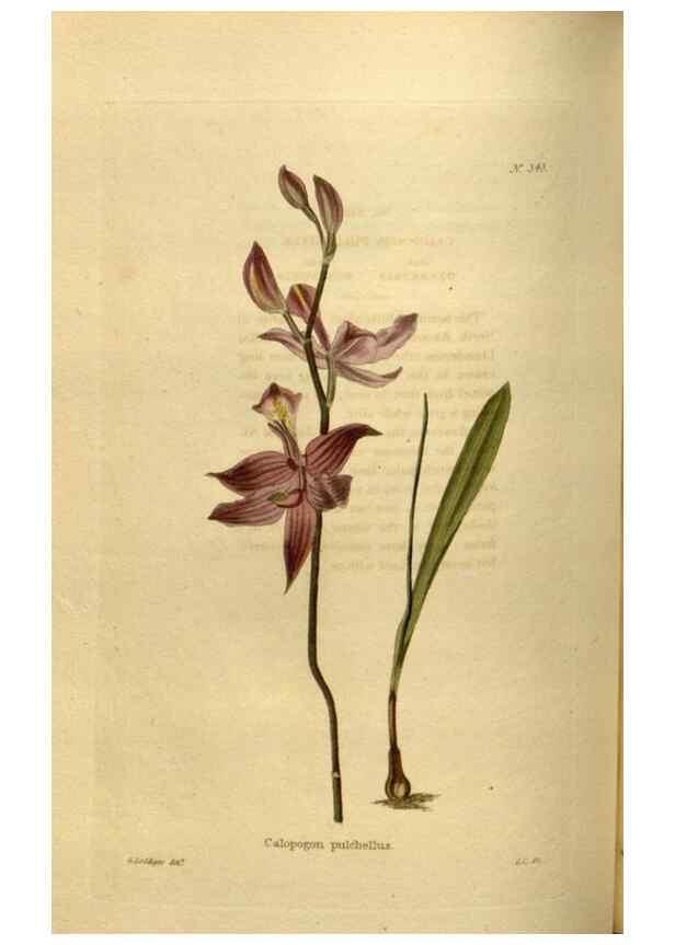 Reproducción/Reproduction 48636993008: The botanical cabinet. London :John & Arthur Arch ...,1817-1833.. 