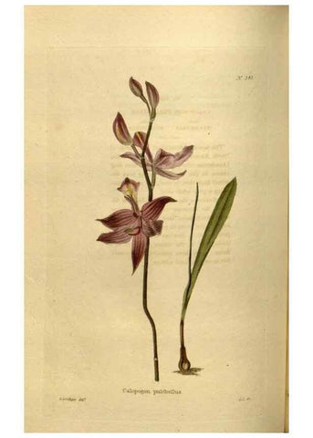 Reproducción/Reproduction 48636993008: The botanical cabinet. London :John & Arthur Arch ...,1817-1833.. 