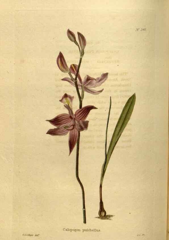 Reproducción/Reproduction 48636993008: The botanical cabinet. London :John & Arthur Arch ...,1817-1833.. 