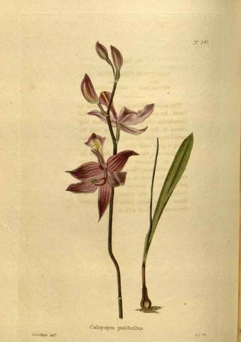 Reproducción/Reproduction 48636993008: The botanical cabinet. London :John & Arthur Arch ...,1817-1833.. 
