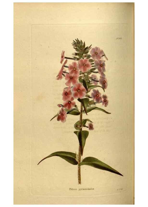 Reproducción/Reproduction 48637345471: The botanical cabinet. London :John & Arthur Arch ...,1817-1833.. 