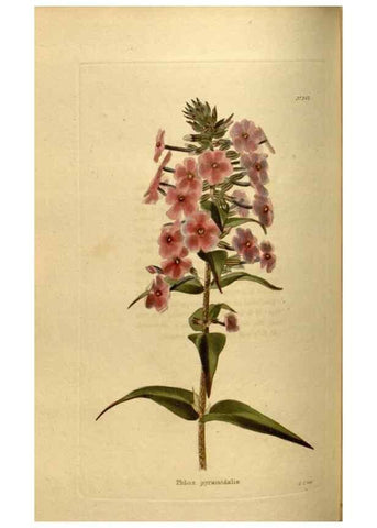 Reproducción/Reproduction 48637345471: The botanical cabinet. London :John & Arthur Arch ...,1817-1833.. 