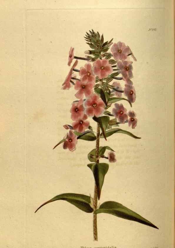Reproducción/Reproduction 48637345471: The botanical cabinet. London :John & Arthur Arch ...,1817-1833.. 