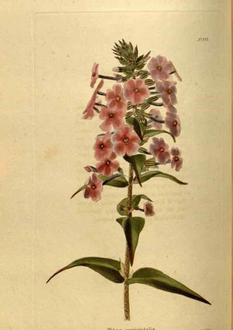 Reproducción/Reproduction 48637345471: The botanical cabinet. London :John & Arthur Arch ...,1817-1833.. 