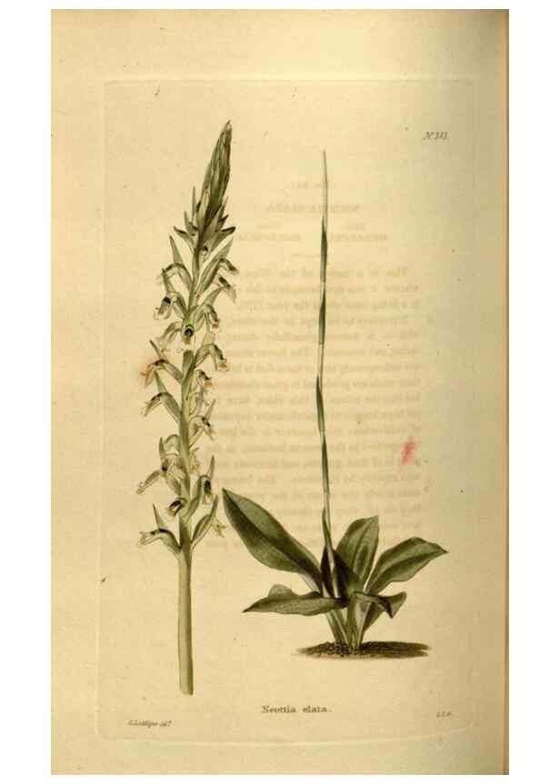 Reproducción/Reproduction 48637488132: The botanical cabinet. London :John & Arthur Arch ...,1817-1833.. 