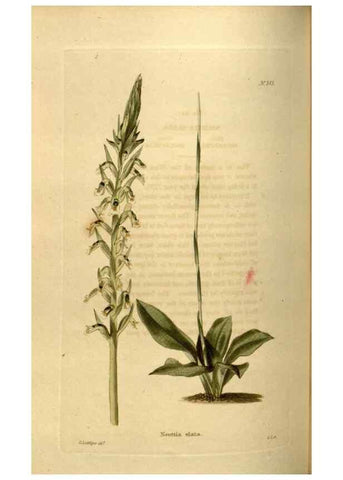 Reproducción/Reproduction 48637488132: The botanical cabinet. London :John & Arthur Arch ...,1817-1833.. 