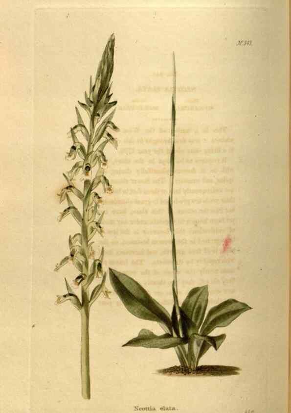 Reproducción/Reproduction 48637488132: The botanical cabinet. London :John & Arthur Arch ...,1817-1833.. 
