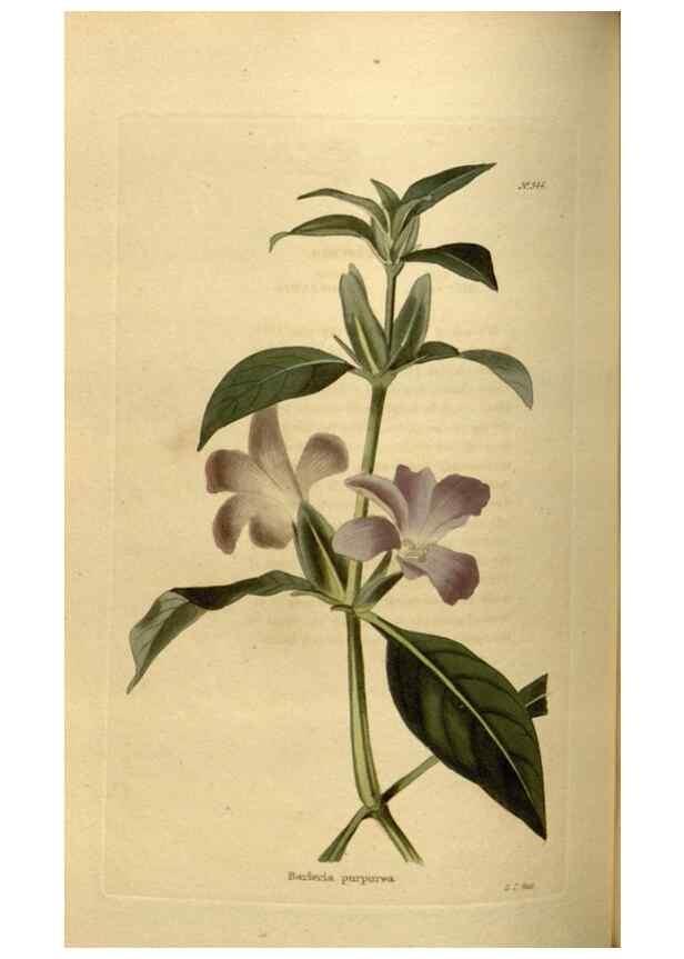 Reproducción/Reproduction 48637346406: The botanical cabinet. London :John & Arthur Arch ...,1817-1833.. 