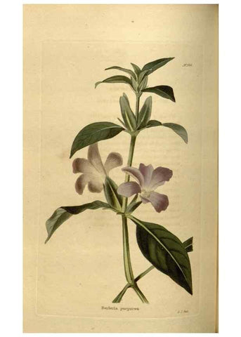 Reproducción/Reproduction 48637346406: The botanical cabinet. London :John & Arthur Arch ...,1817-1833.. 
